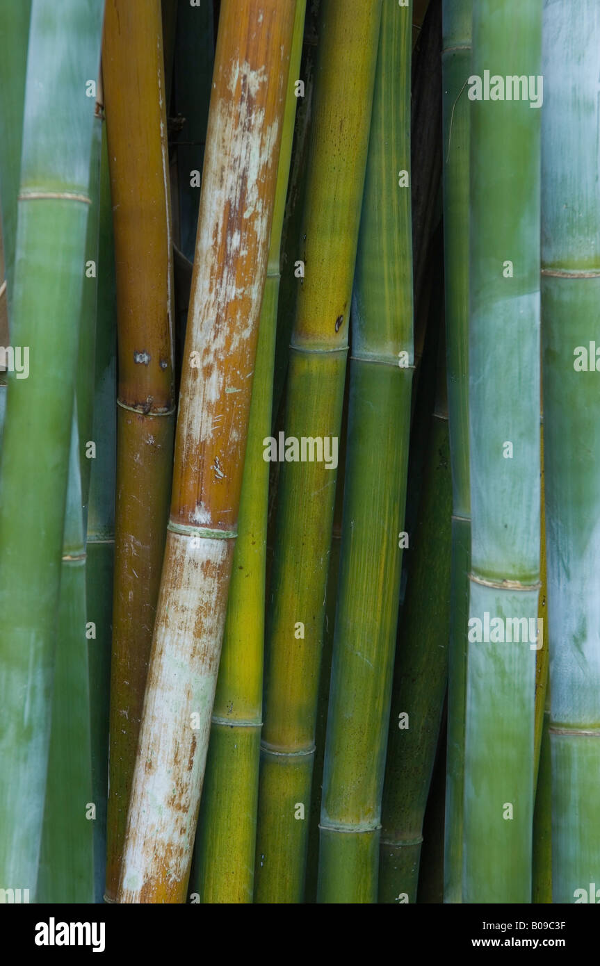 Bambusa textilis Kanapaha Graminae Wong Chuk Royal Bamboo at Kanapaha