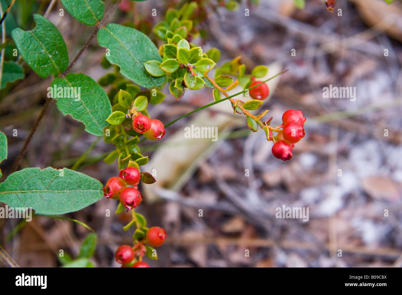 Florida Evergreen Blueberries grow in flatland scrub where they find acid soil conditions Stock Photo