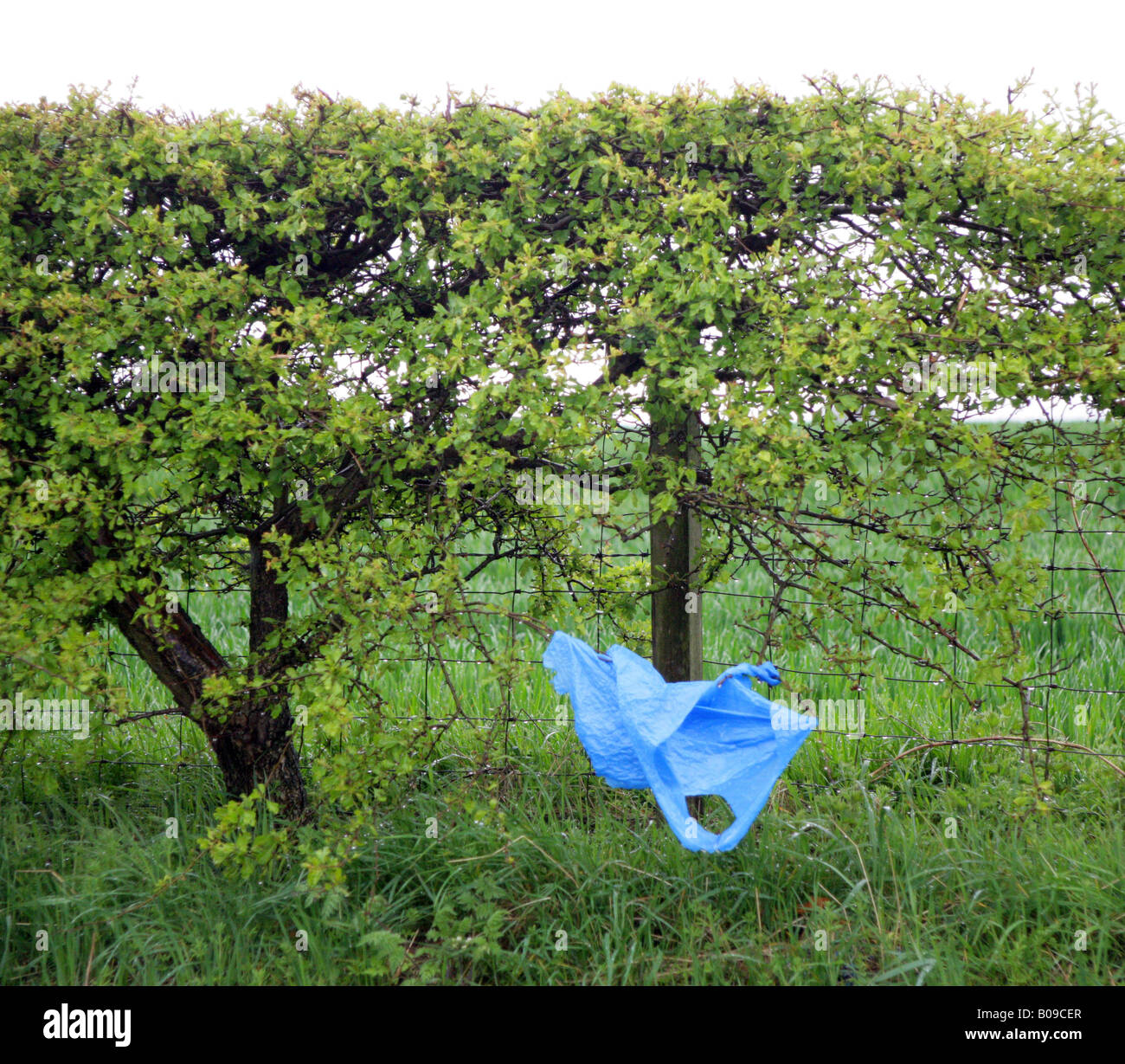 Wind-blown plastic bag trapped in Thorn Hedge Fence.Near Falkirk,Scotland,UK. Stock Photo