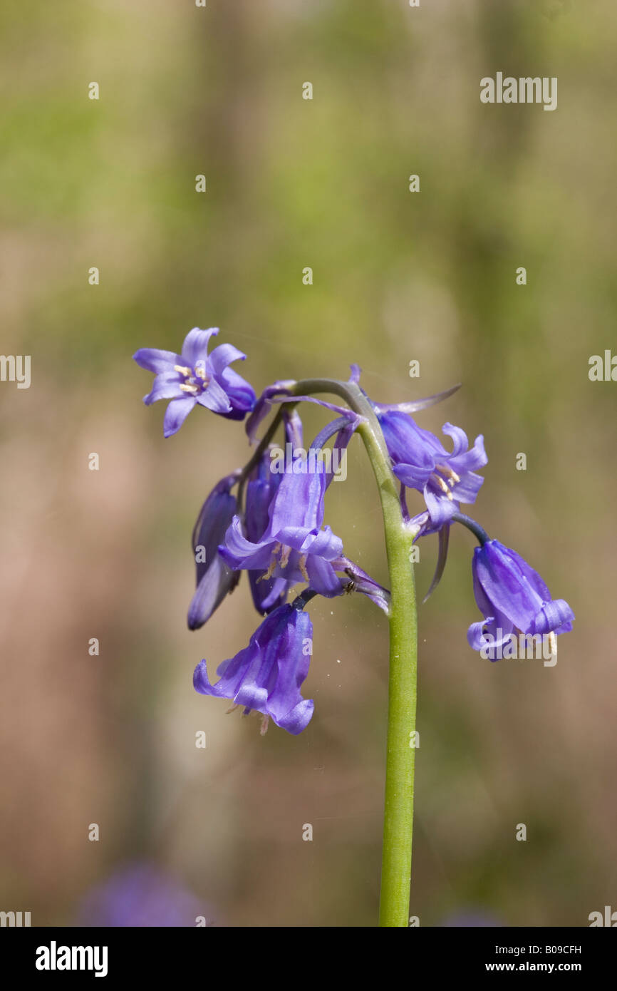 Bluebell, English woodland in spring Stock Photo