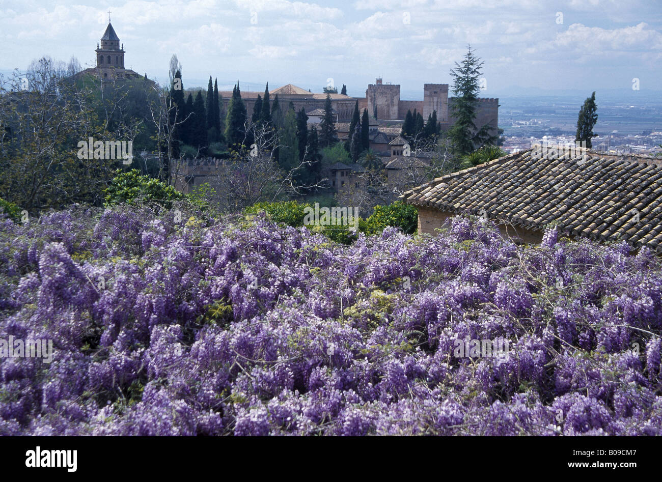 Generalife gardens Alhambra palace Purple wisteria flowers on roof View