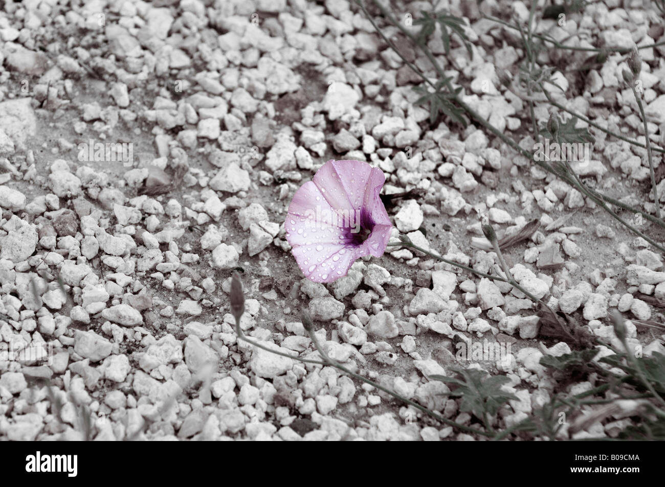 Small lonely flower on the ground Stock Photo