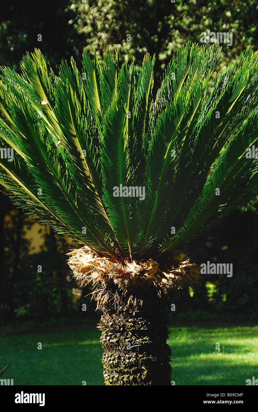 A cicas in an Italian garden Stock Photo - Alamy