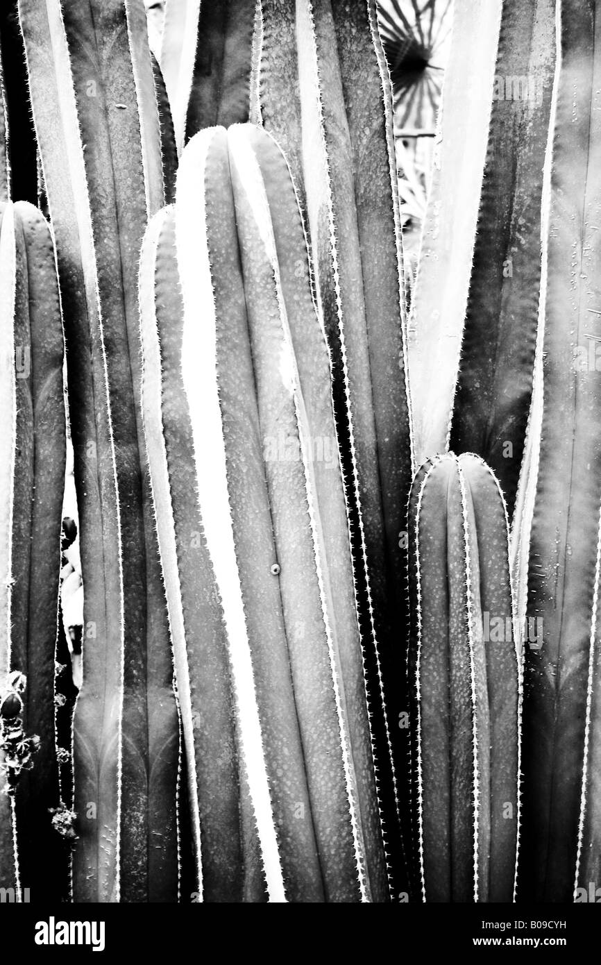 Black and white cactus in the Marjorelle Gardens, Marrakech Stock Photo