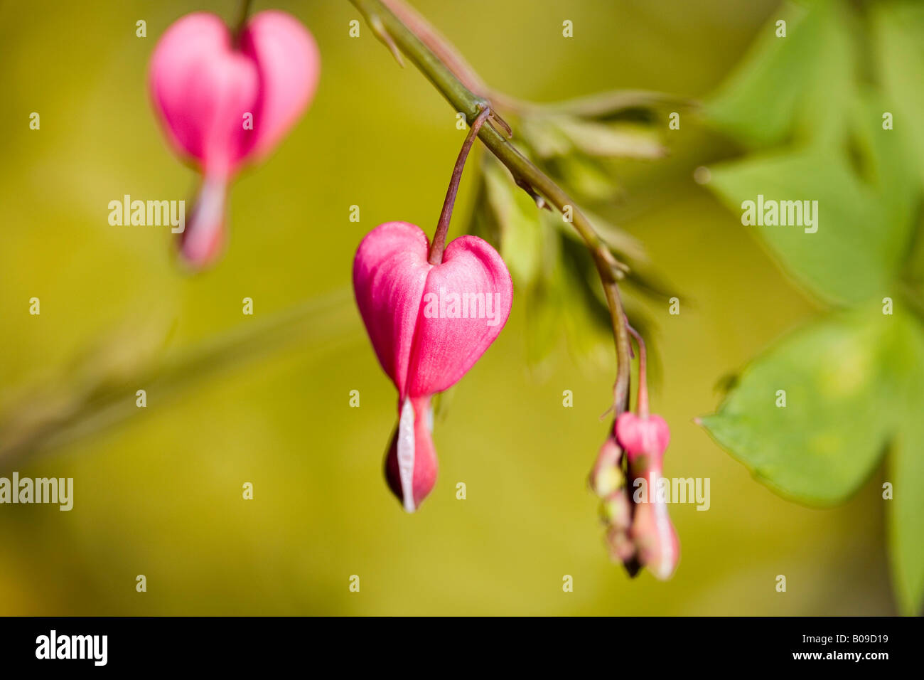 Common bleeding heart dicentra spectabilis hires stock photography and