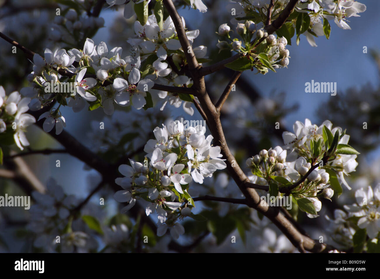 flourishing flowers on twig of fruiter Stock Photo