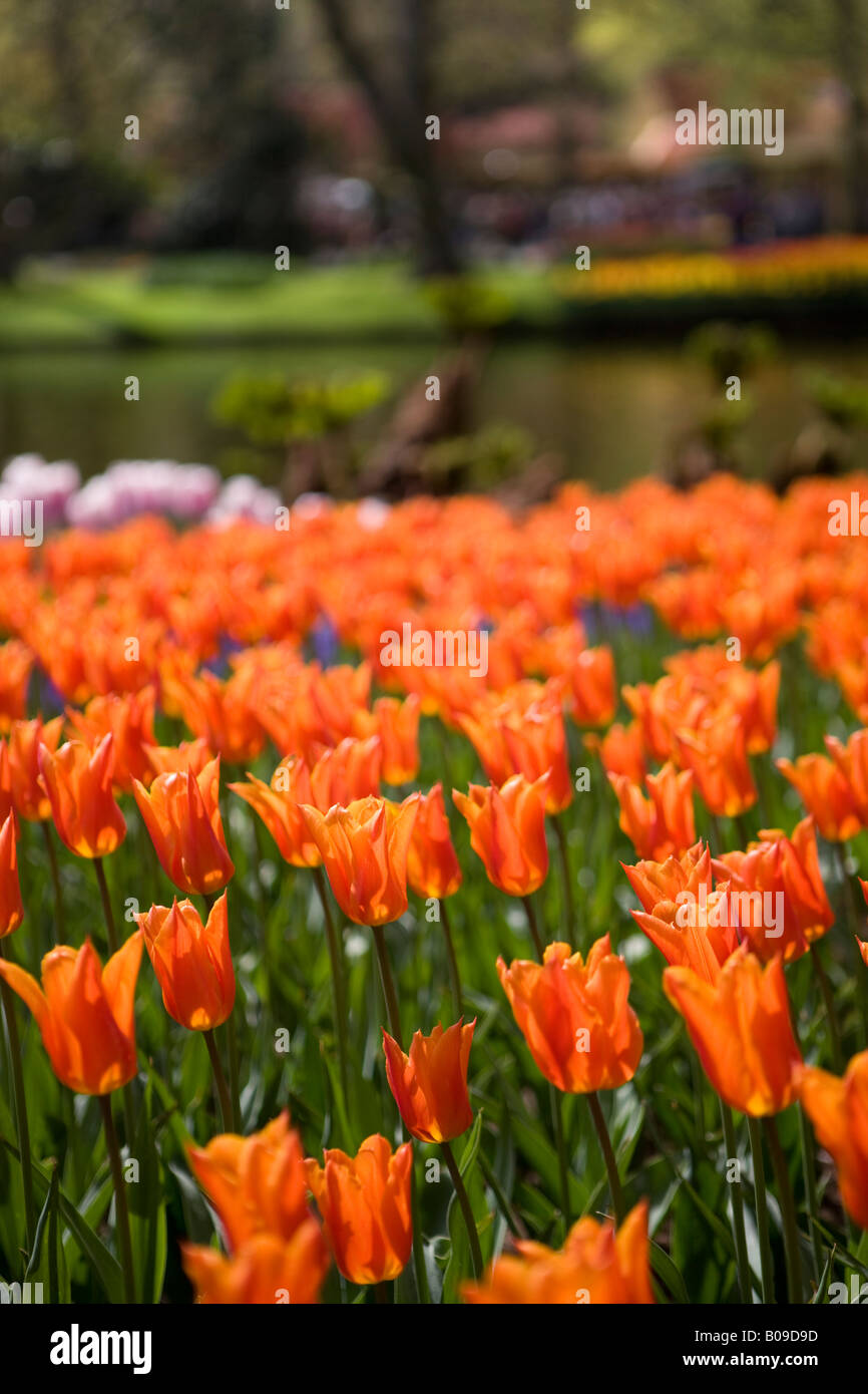 Tulips keukenhof gardens holland Stock Photo - Alamy