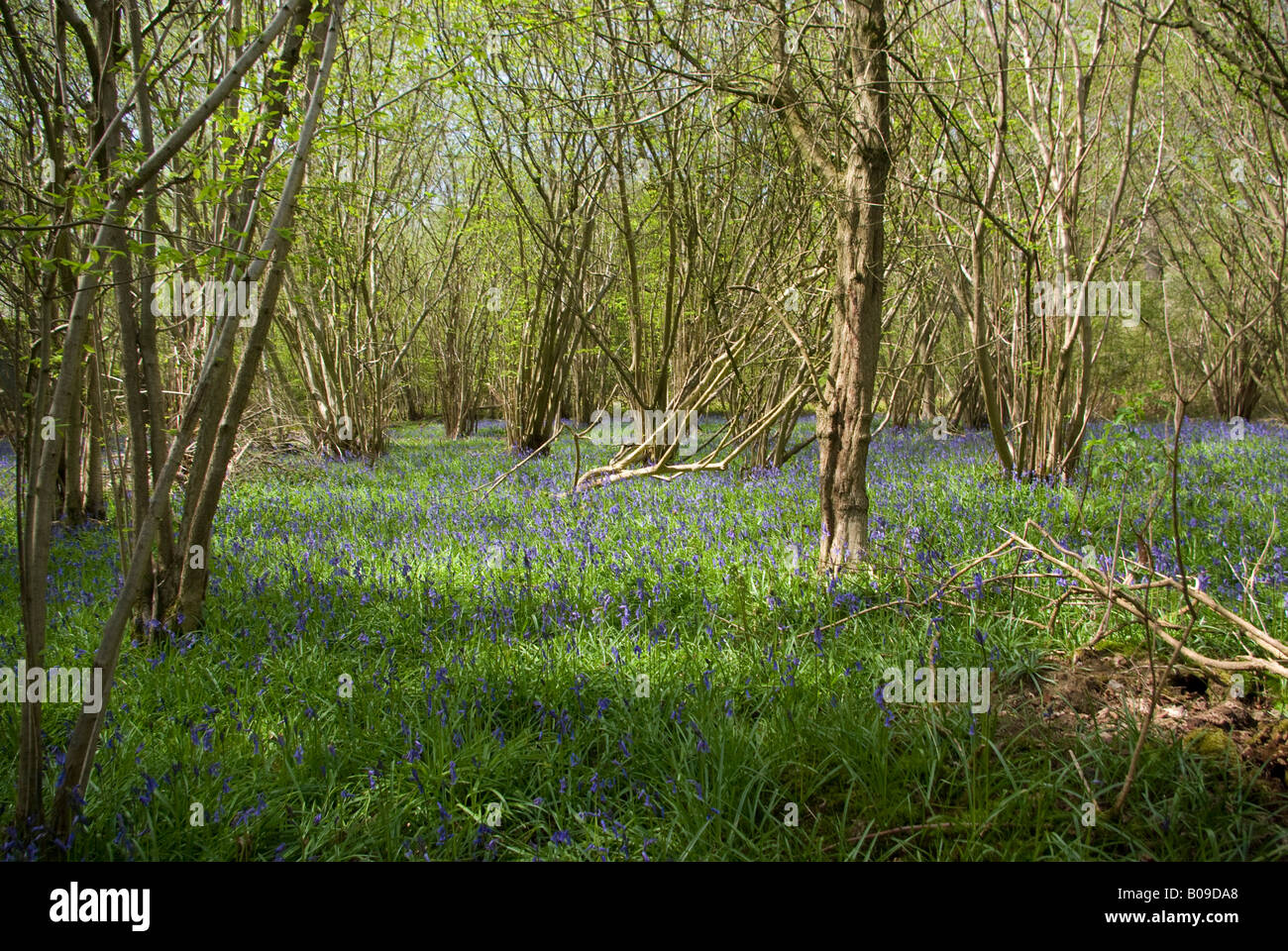 English Bluebells in spring Stock Photo