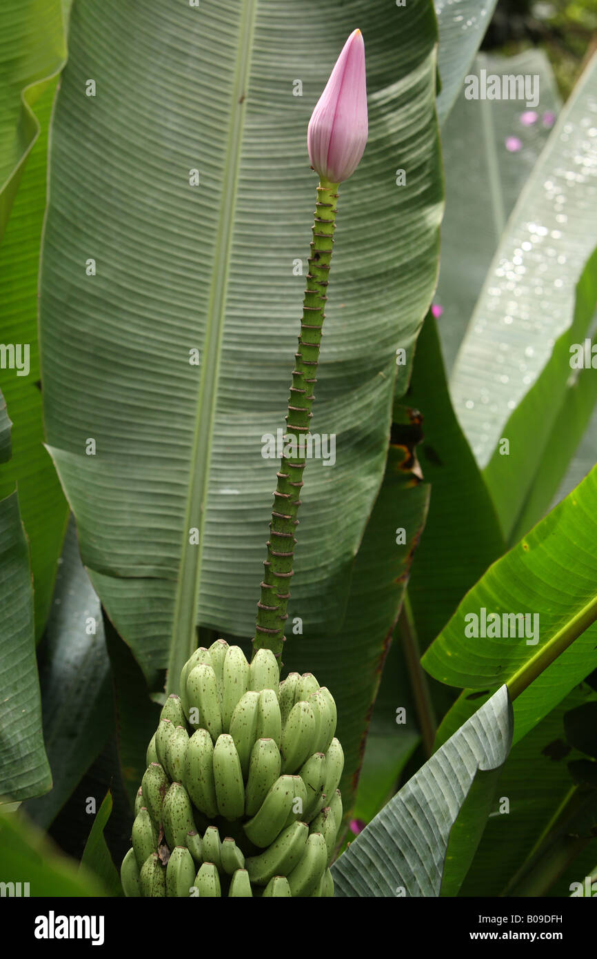 banana flower with bananas Stock Photo Alamy