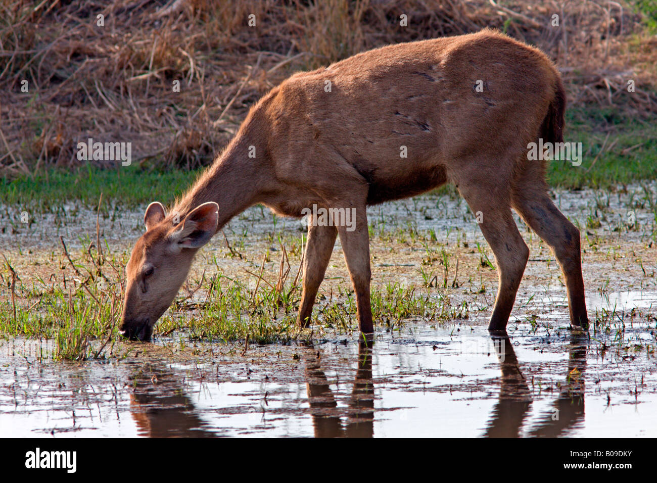Sambar Deer Stock Photo
