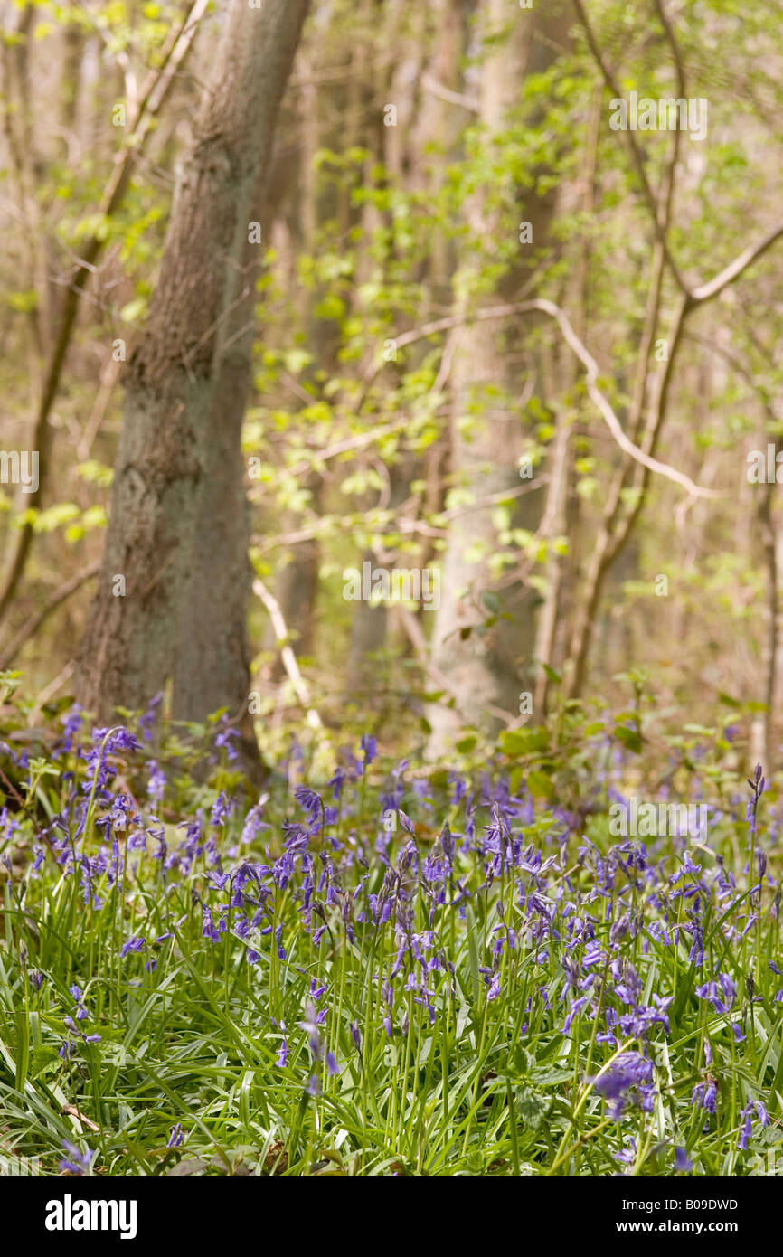 English Bluebell woodland in spring Stock Photo