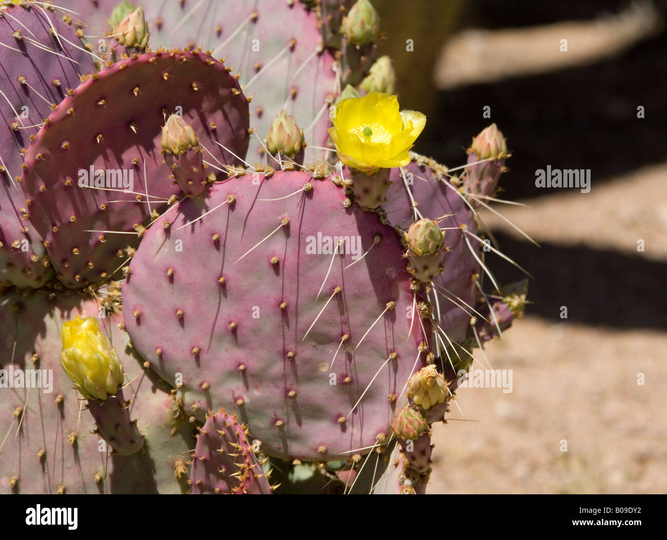 Santa Rita Prickly Pear Cactus High Resolution Stock Photography And Images Alamy
