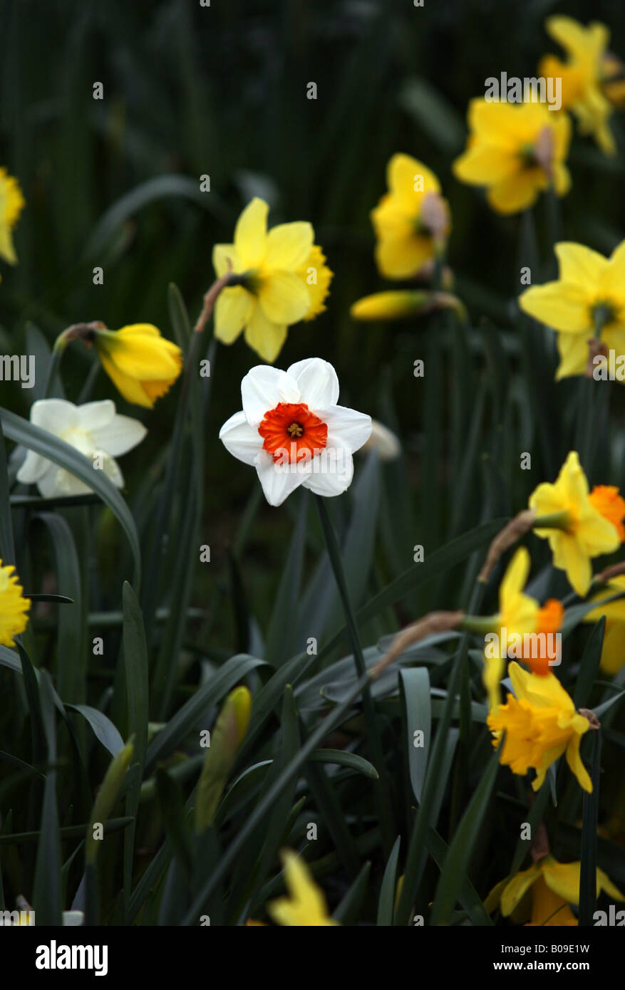 Close up of a Daffodil A Small cupped daffodils in Suffolk UK Variety Verger Stock Photo