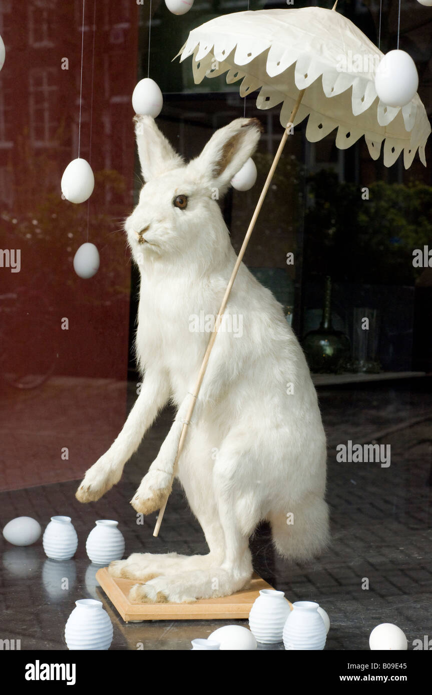 Amsterdam, a stuffed mountain or arctic hare, Lepus timidus, ("white rabbit") in a shop window