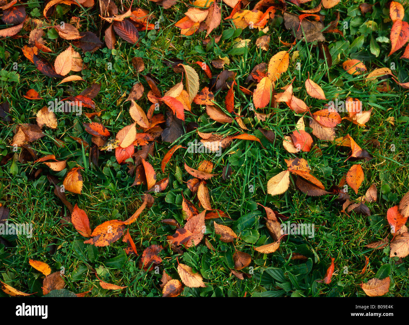 Autumn leaves on lawn Stock Photo - Alamy