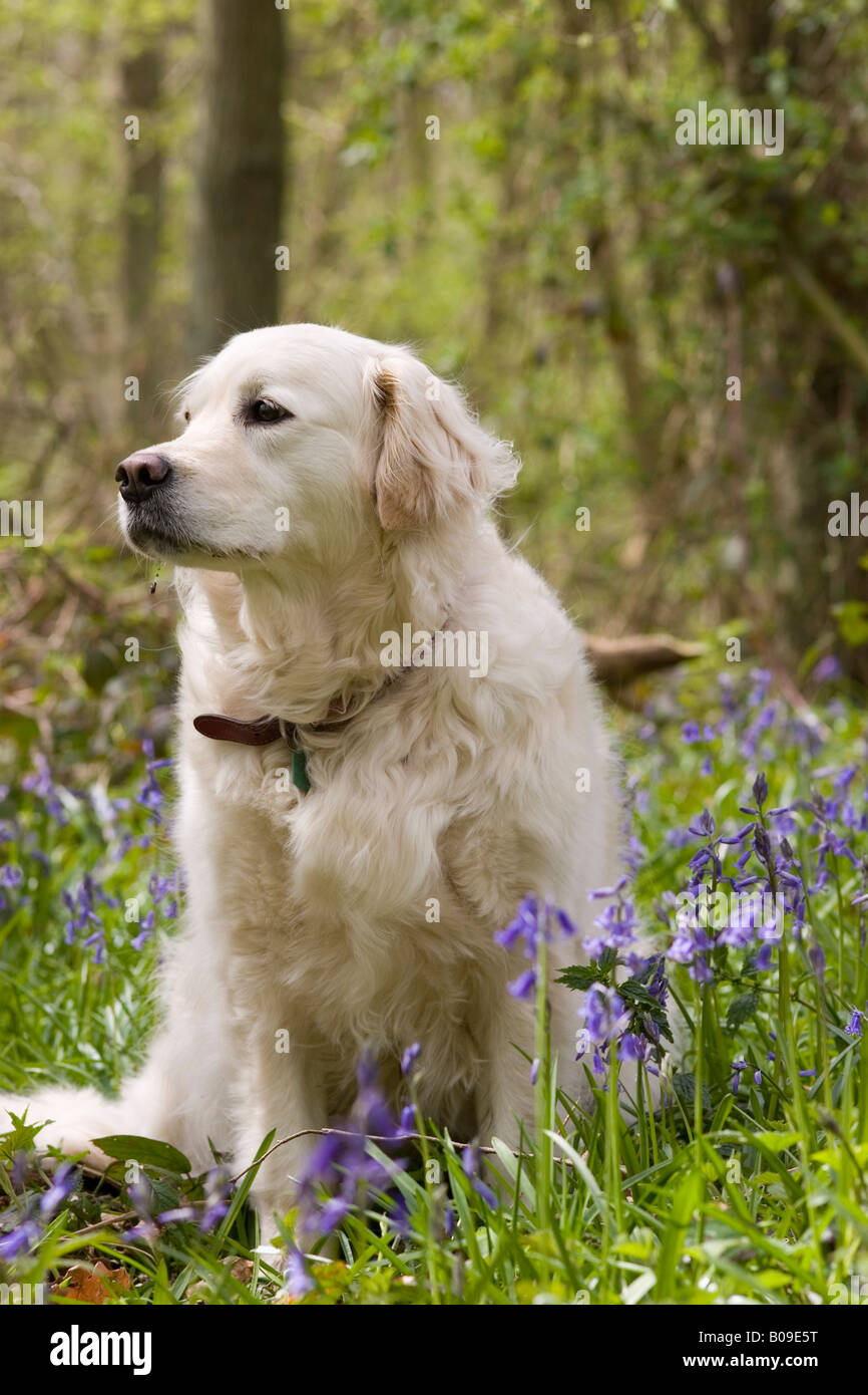 Golden Retriever in spring woodland with Bluebells Stock Photo