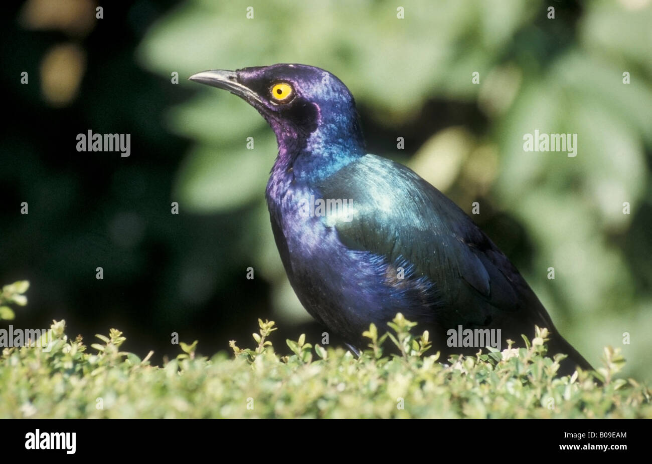 Cape Glossy Starling Lamprotornis nitens Stock Photo