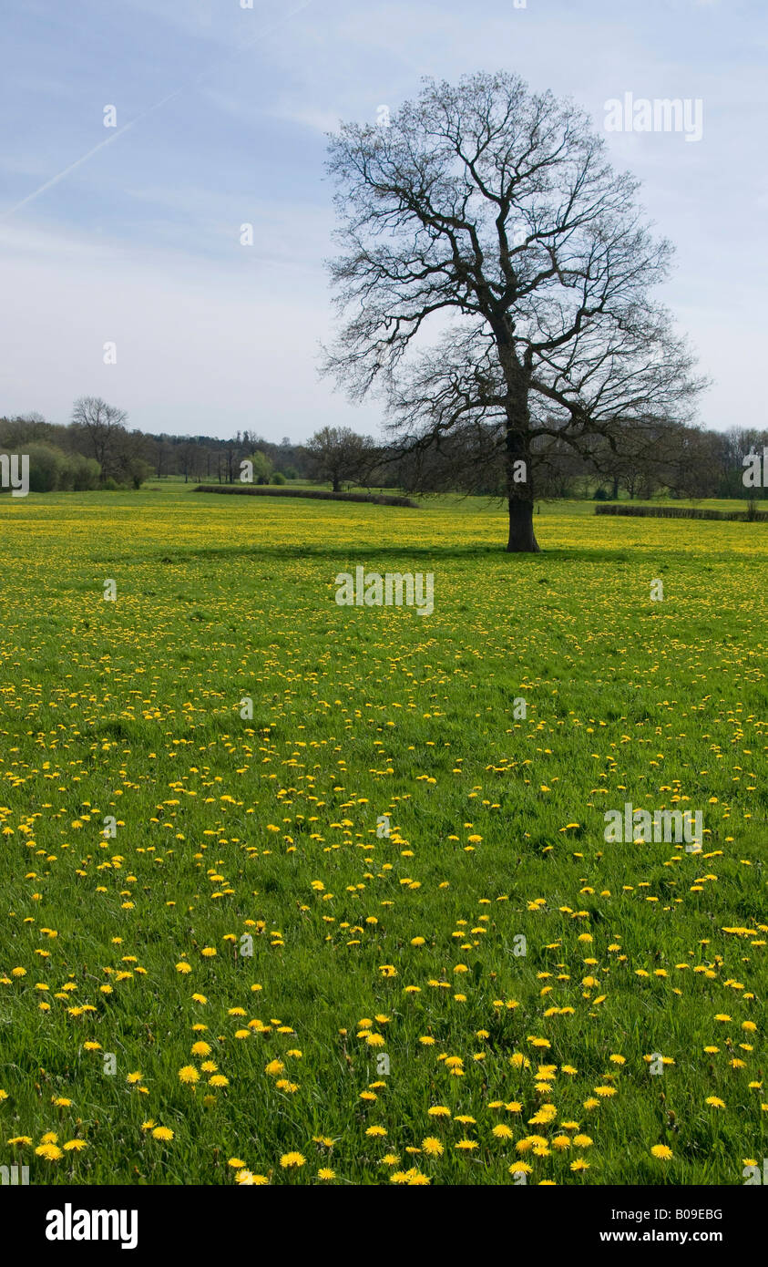 Field of Dandelions, England Stock Photo