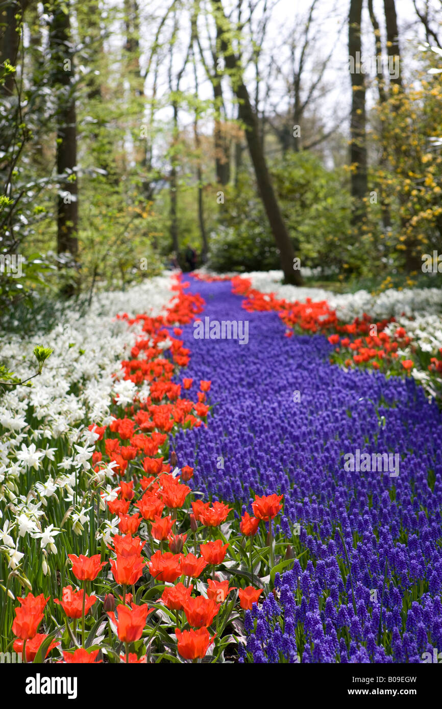 Tulips keukenhof gardens holland Stock Photo - Alamy