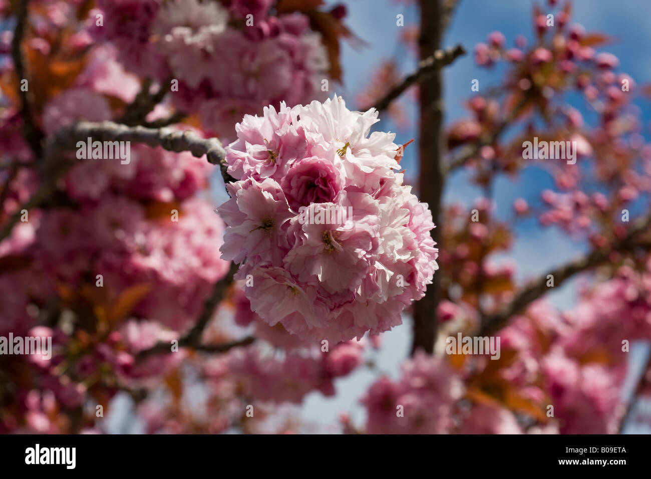 'Bouquet' Accolade Cherry Tree Stock Photo