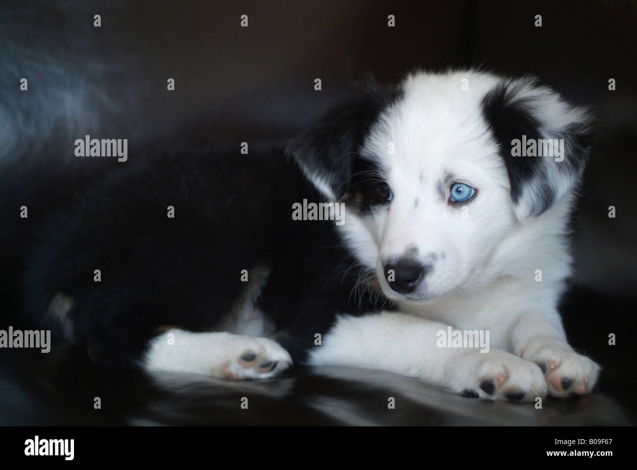 A new puppy laying down. Stock Photo