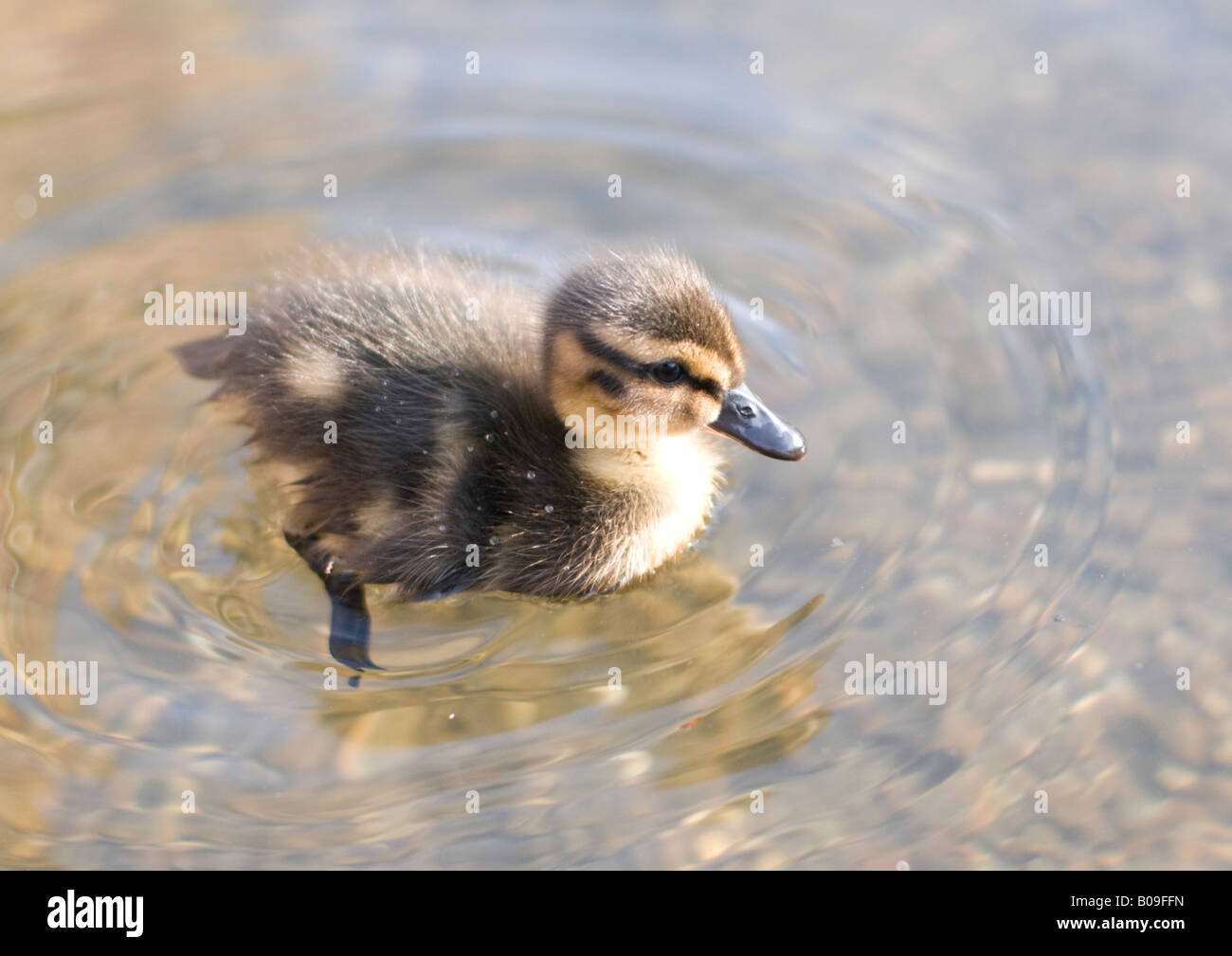 Single duckling on Blackwater river, Coggeshall, Essex. Stock Photo