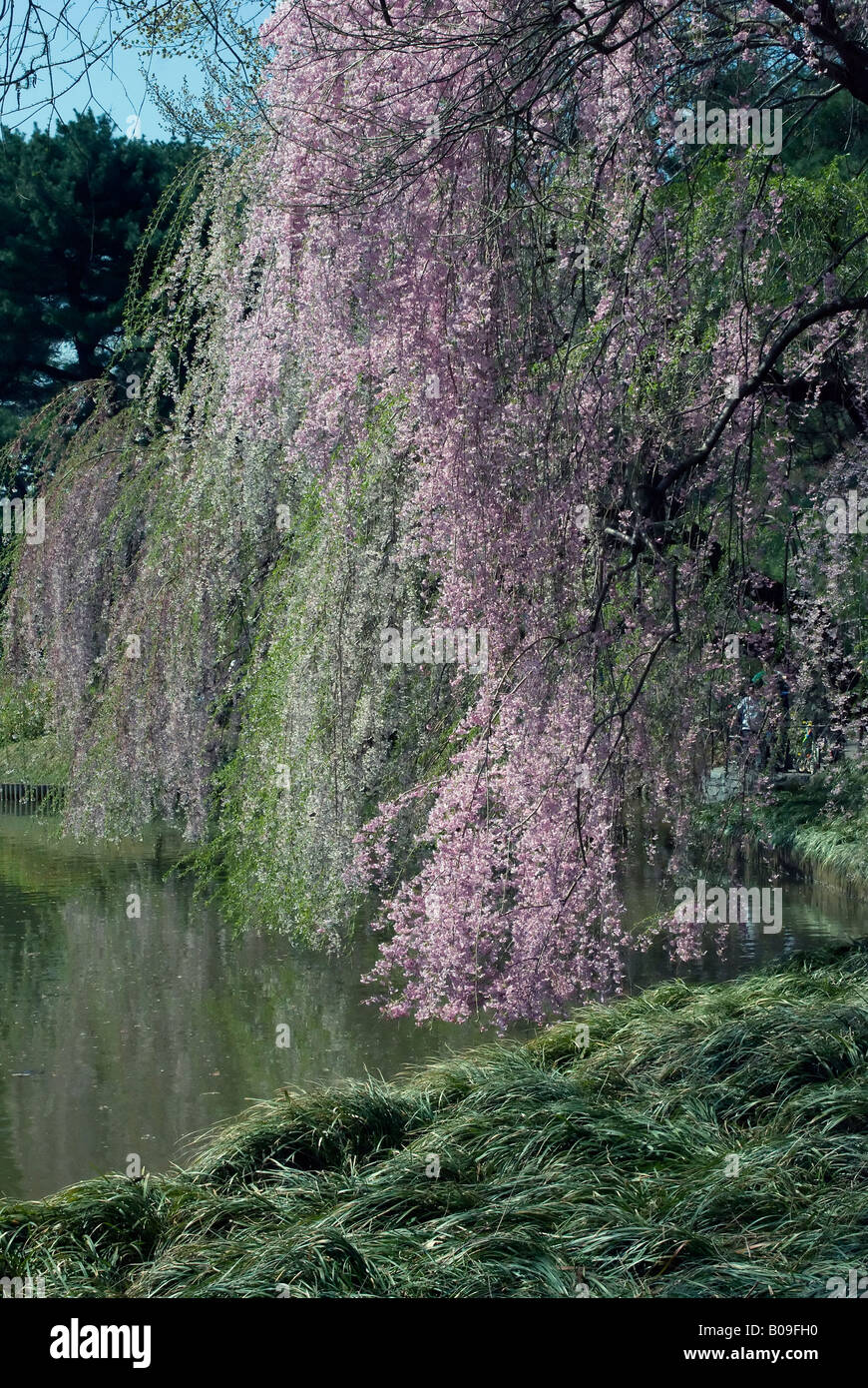 Hanging blossoms hi-res stock photography and images - Alamy