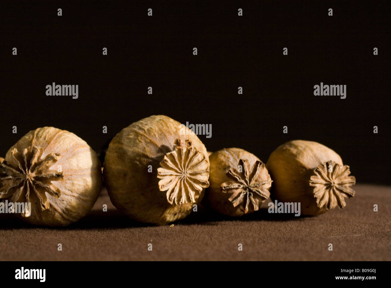 poppy, dry flowers, studio Stock Photo Alamy