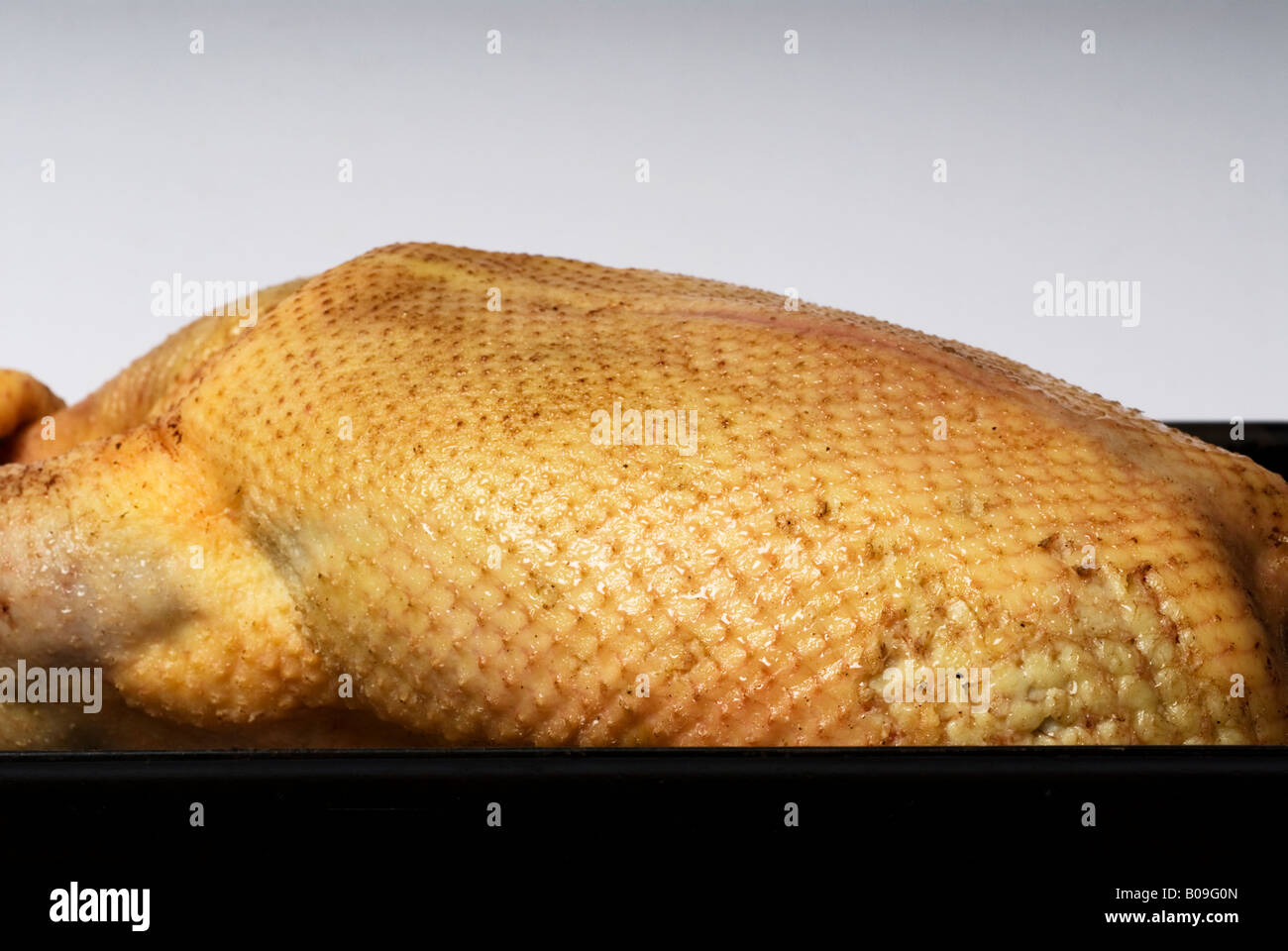 Stock photo of a Goose lying in a roasting tin ready for the oven Stock