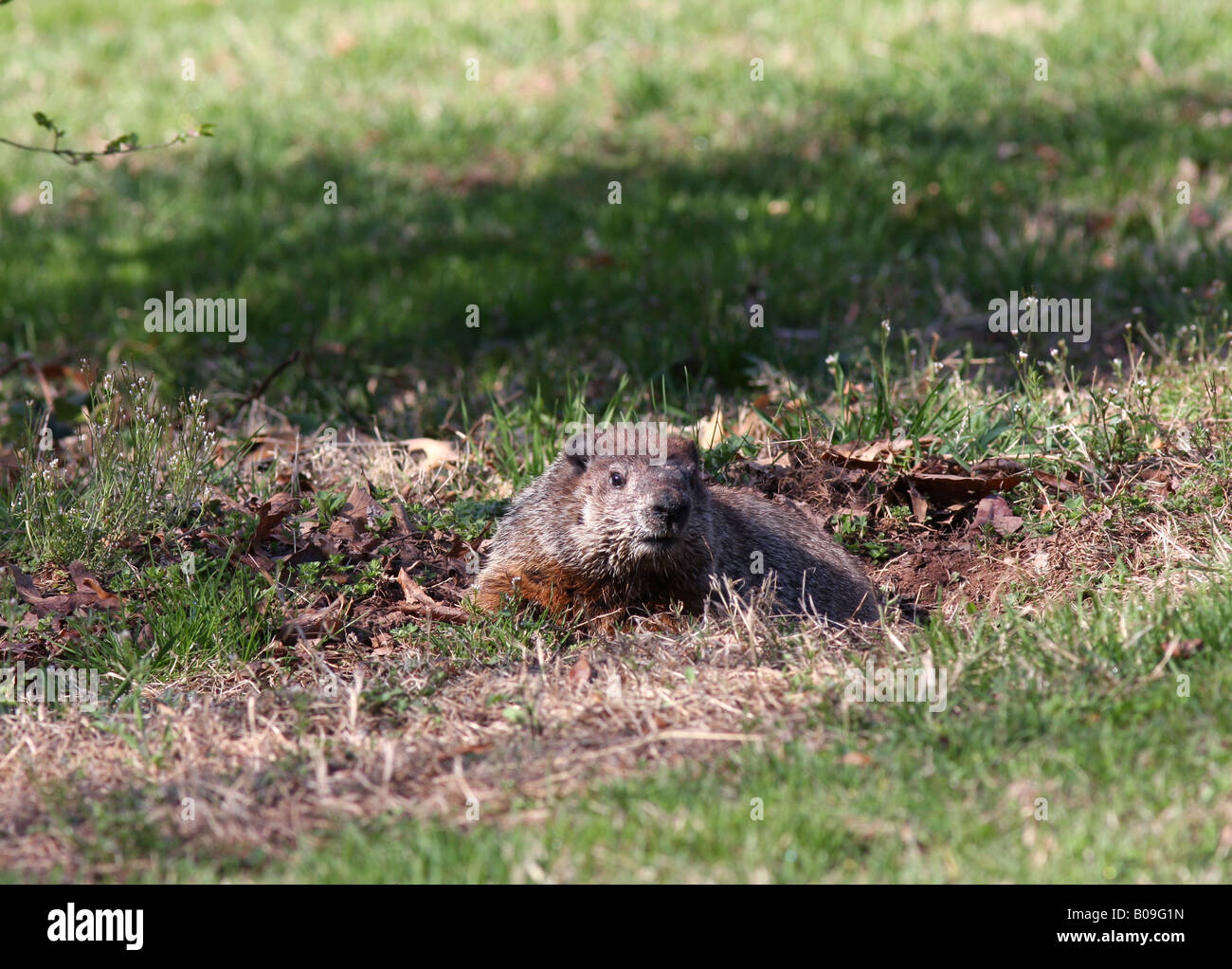 Woodchuck Groundhog at its burrow Stock Photo Alamy