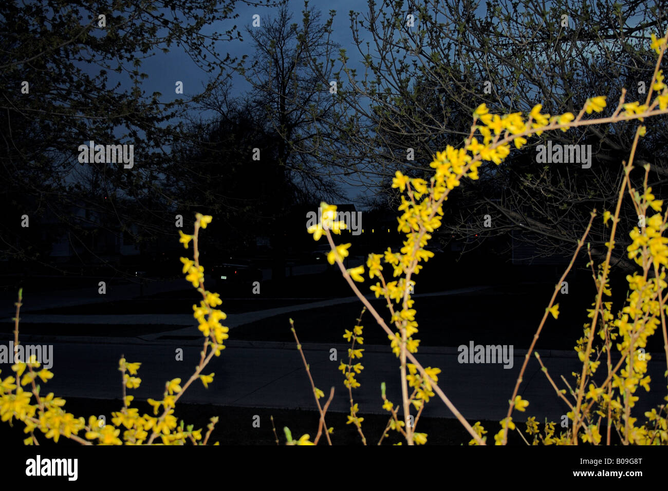 Forsythia flowers; a sign of spring. Stock Photo