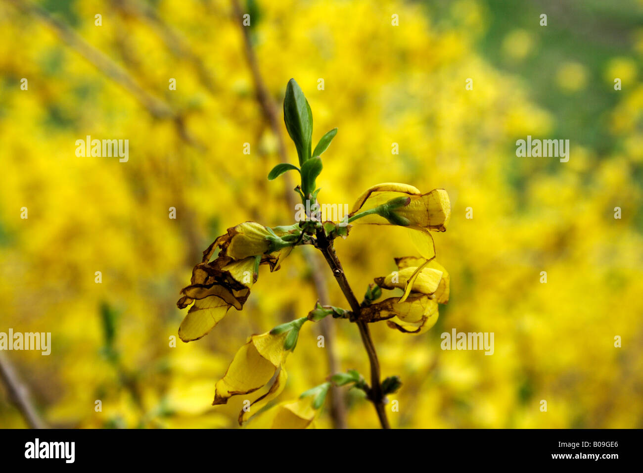 Forsythia flowers with browned, dried edges. Stock Photo