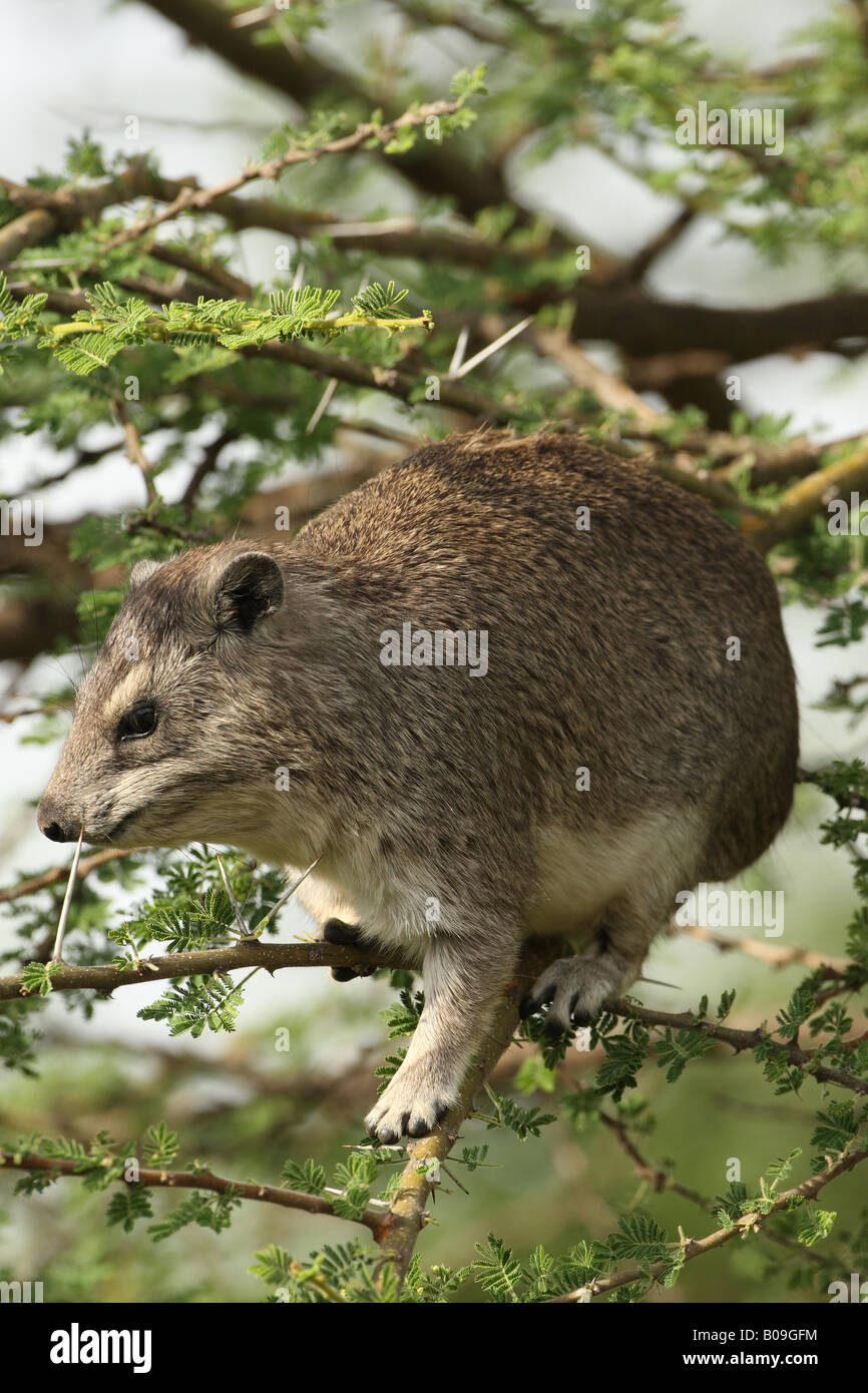 tree hyrax in treetops Stock Photo
