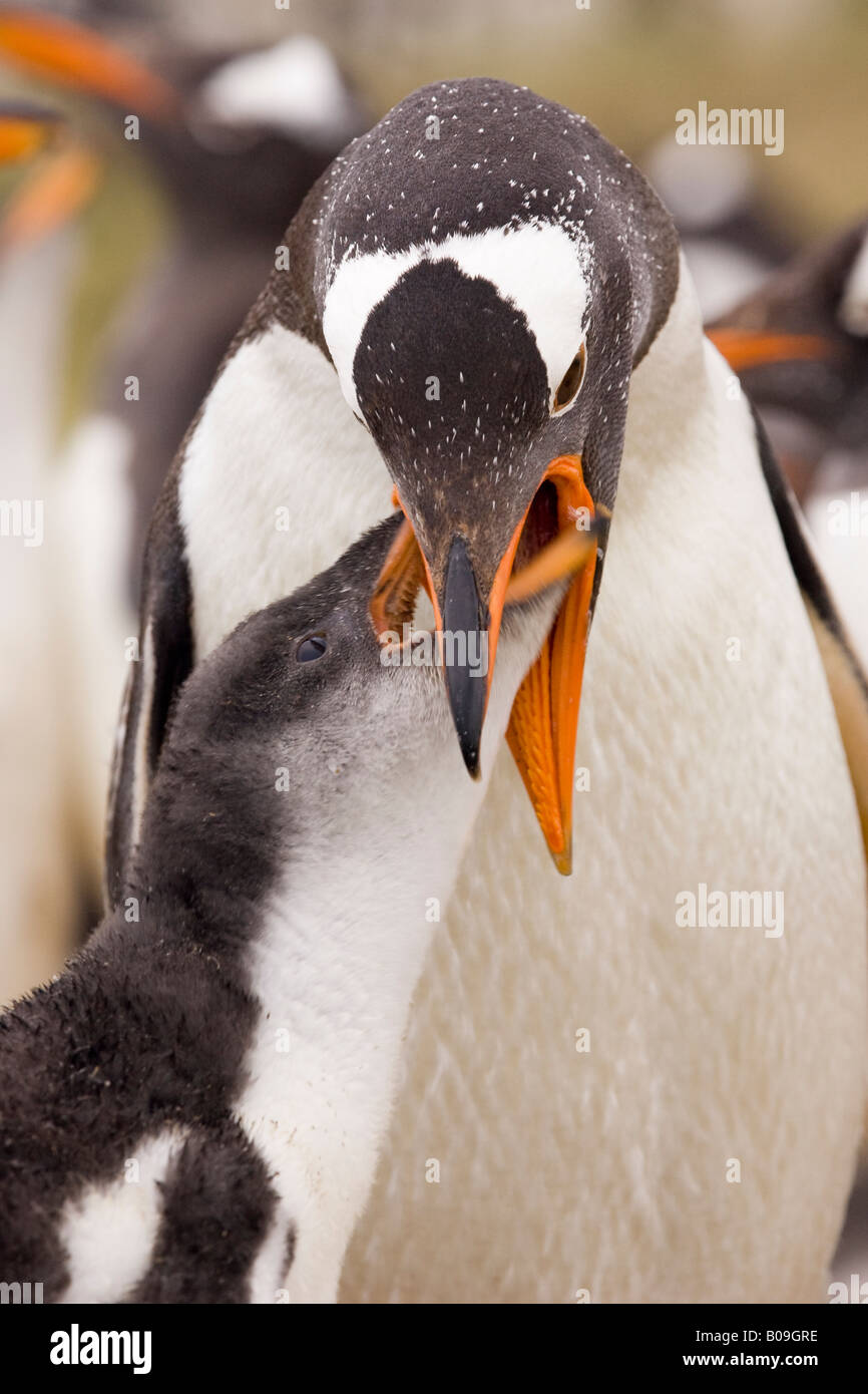 Penguin Eating Squid