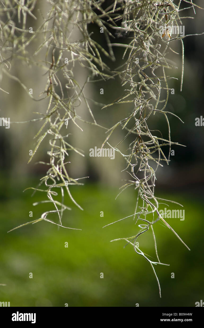 Kanapaha botanical gardens hi-res stock photography and images - Alamy