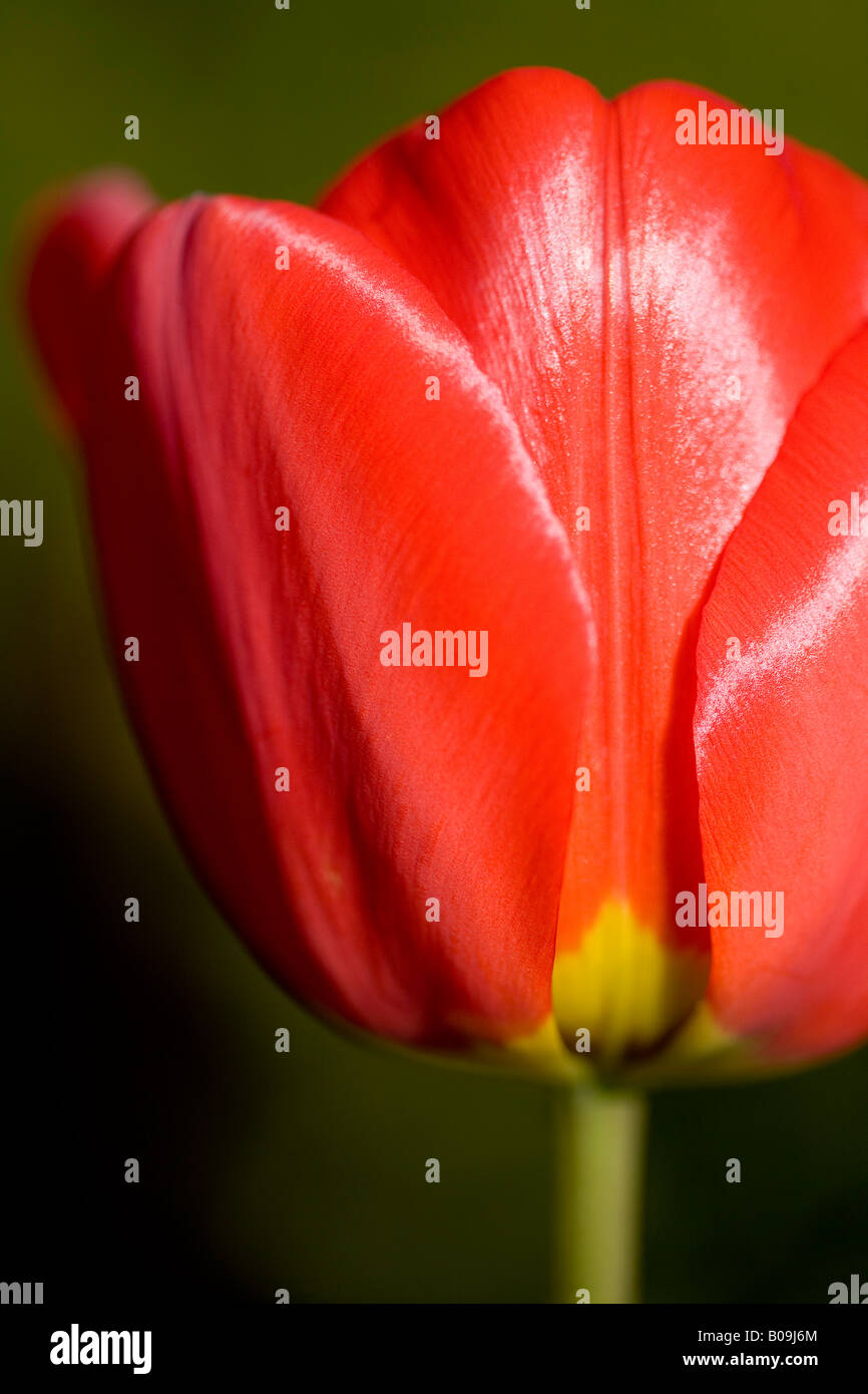Perfectly red Tulip in spring Stock Photo - Alamy