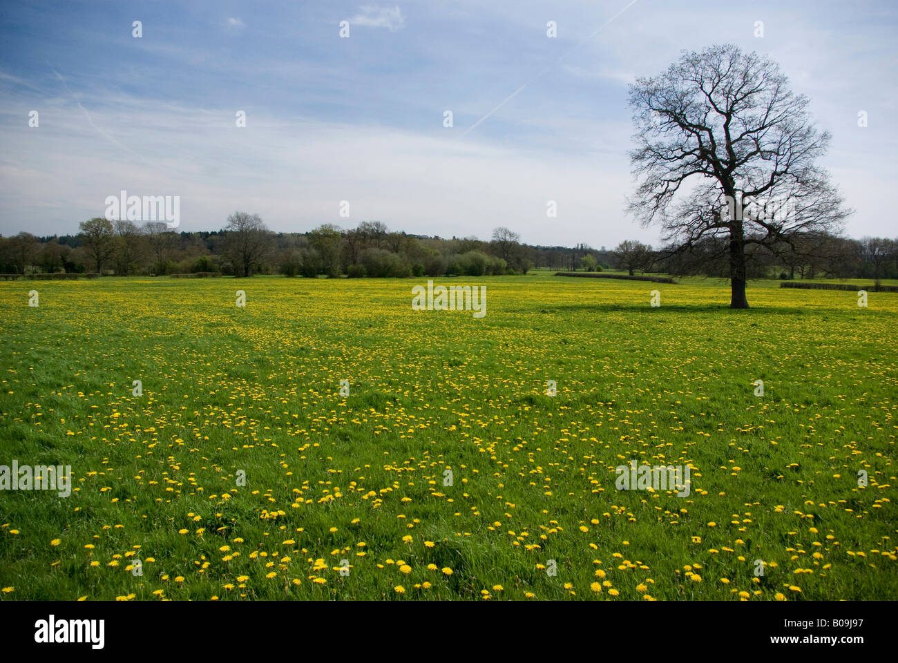A field of dandelions in south-east England Stock Photo