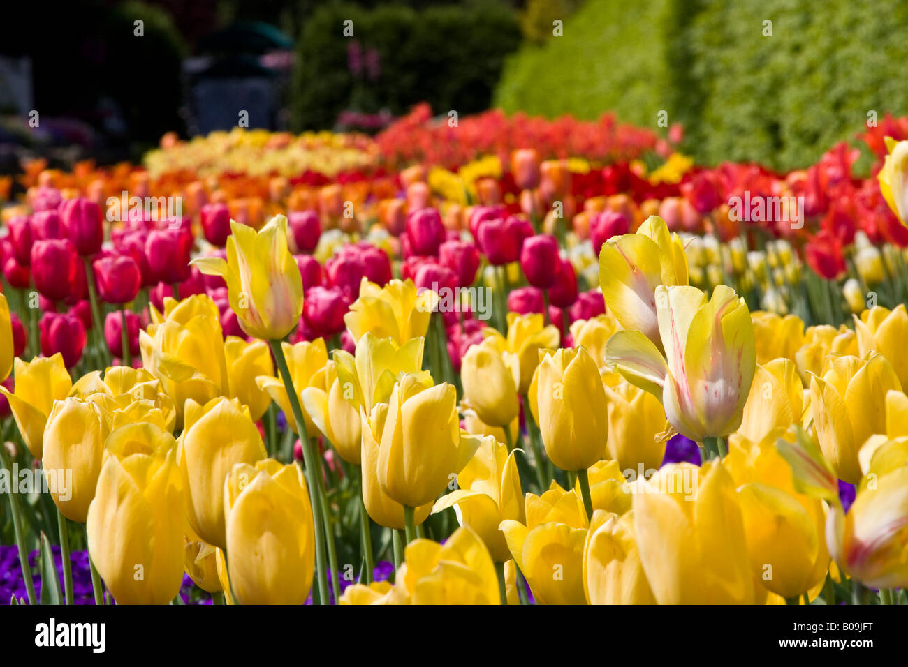 Tulip alley in New York Botanical Garden Stock Photo Alamy