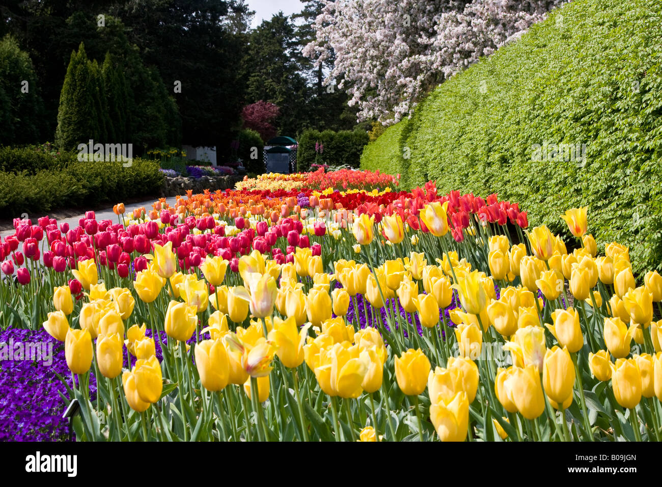 Tulip alley in New York Botanical Garden Stock Photo Alamy