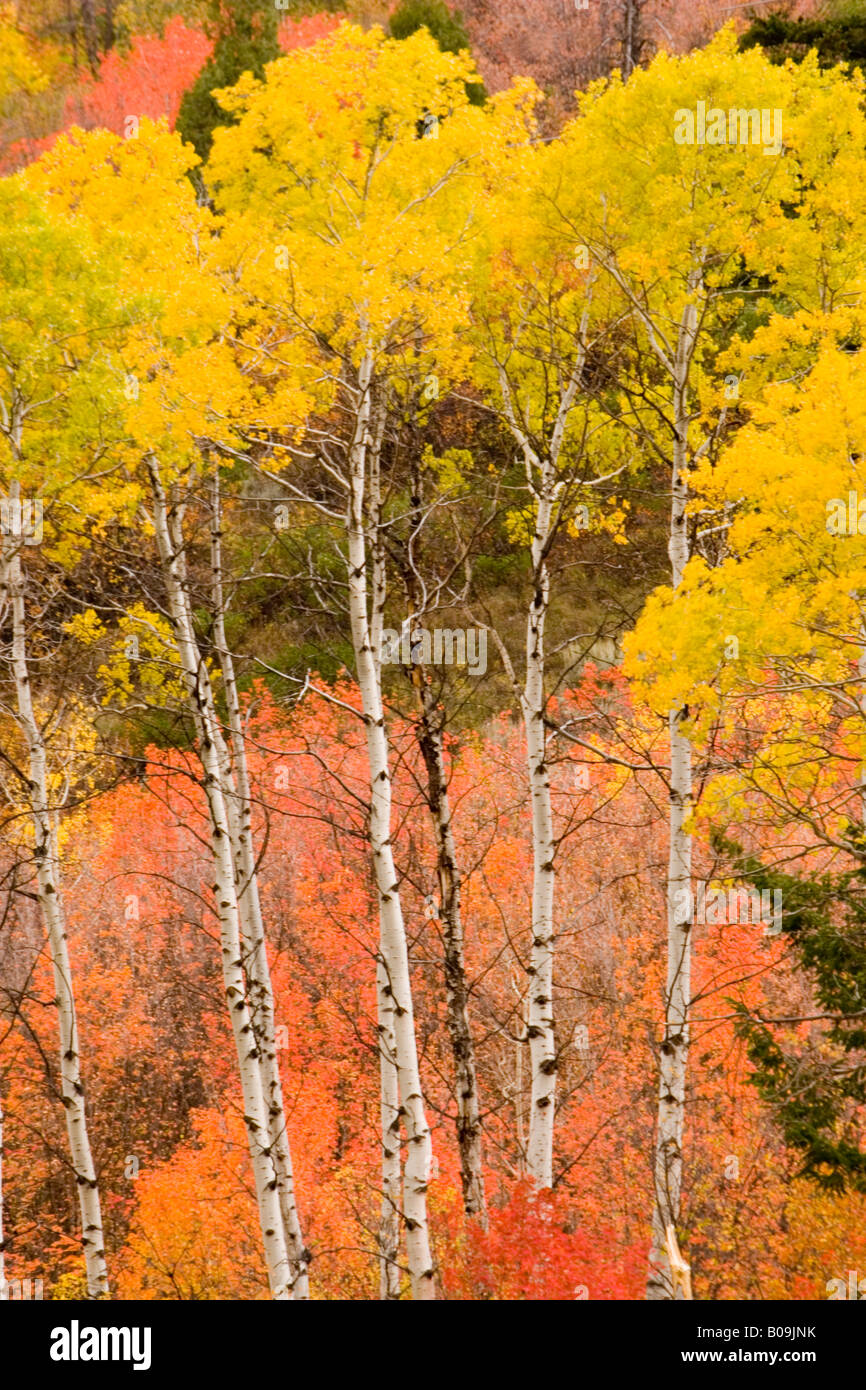 Trembling Aspen, (Populus tremuloides Stock Photo - Alamy