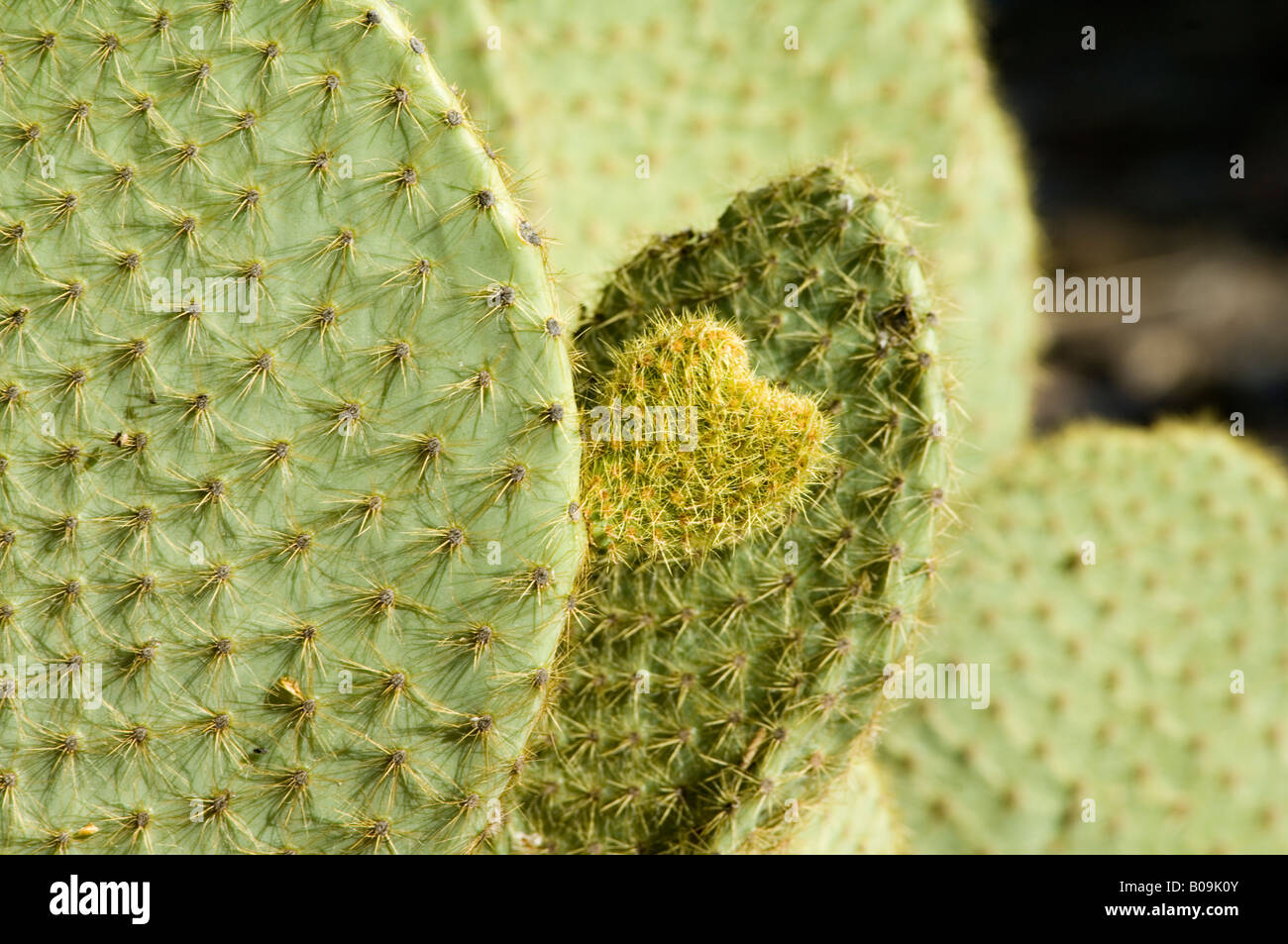Opuntia scheeri Cactaceae Mexico Stock Photo