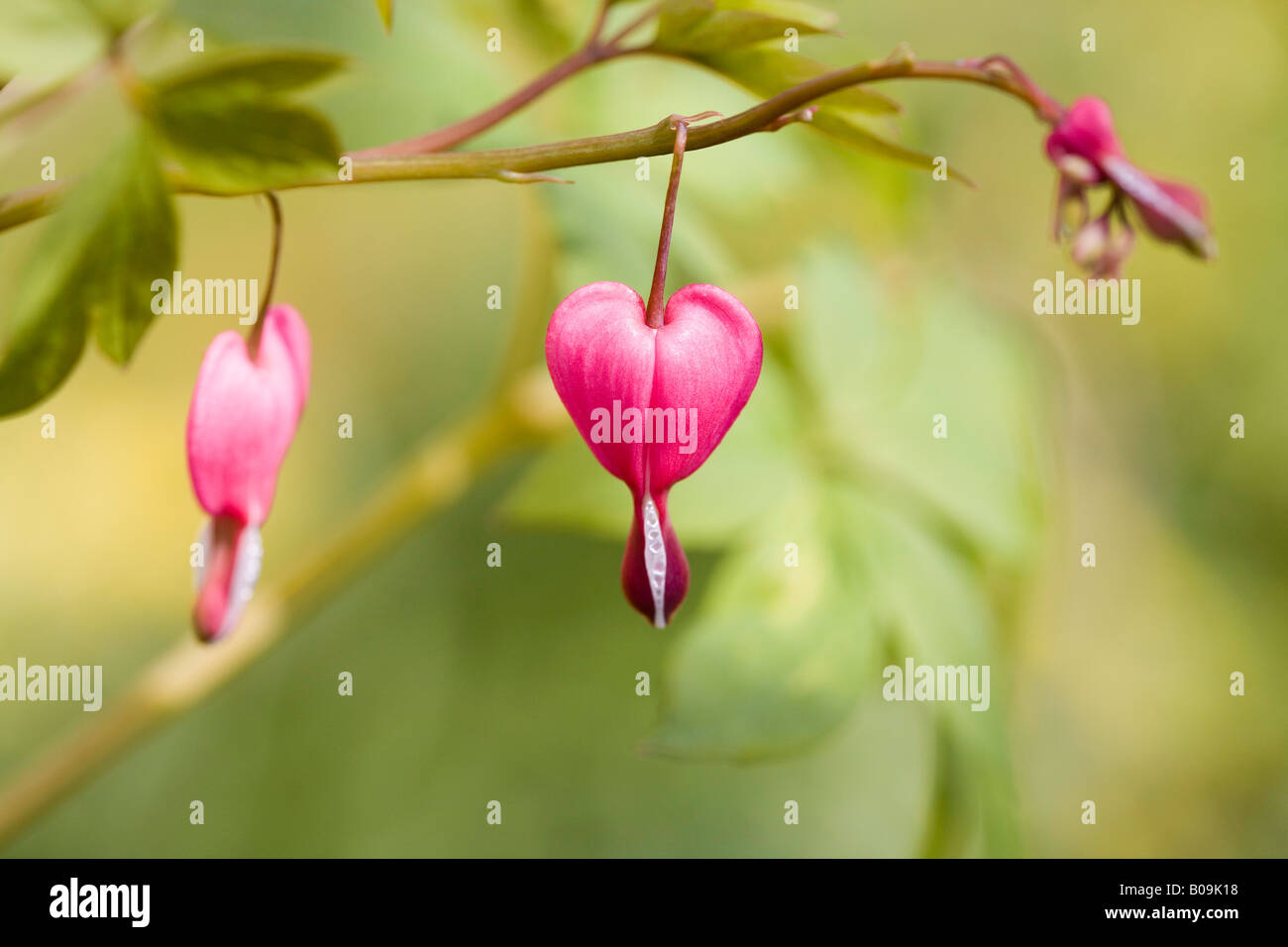 "Bleeding Hearts" Dicentra Spectabilis Stock Photo Alamy