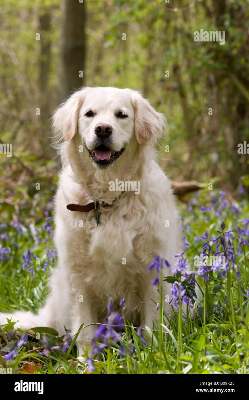 Golden Retriever in spring woodland with Bluebells Stock Photo