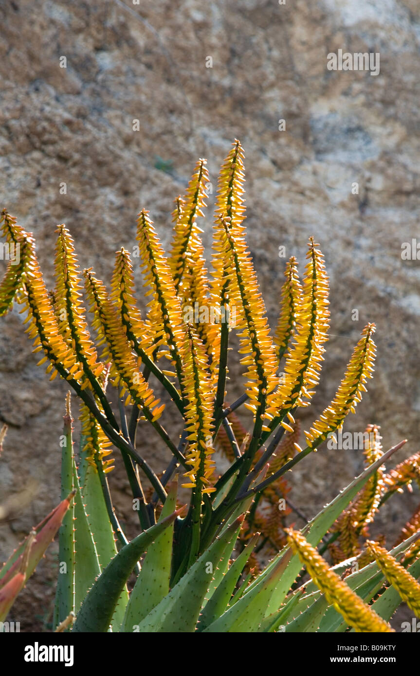 Flat flowered Aloe Aloe marlothii Stock Photo