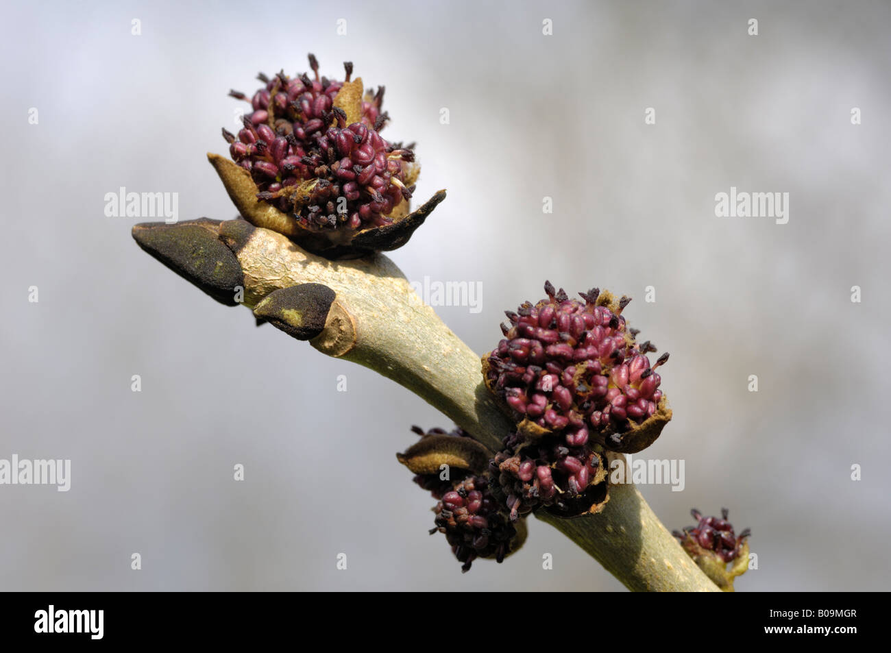 Flowers of an Ash tree Stock Photo Alamy
