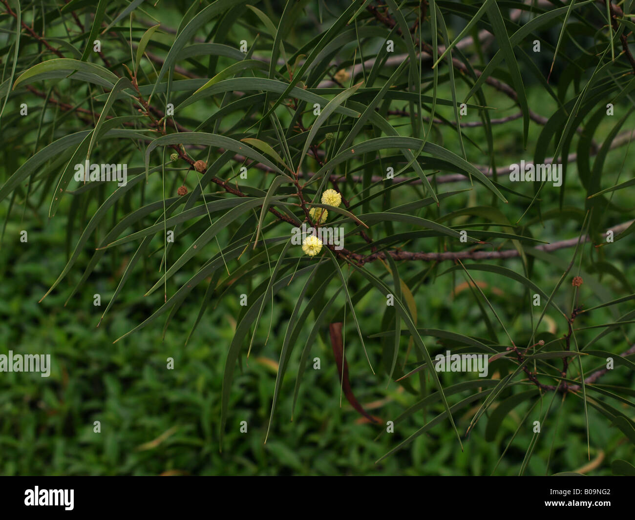 Koa acacia hires stock photography and images Alamy