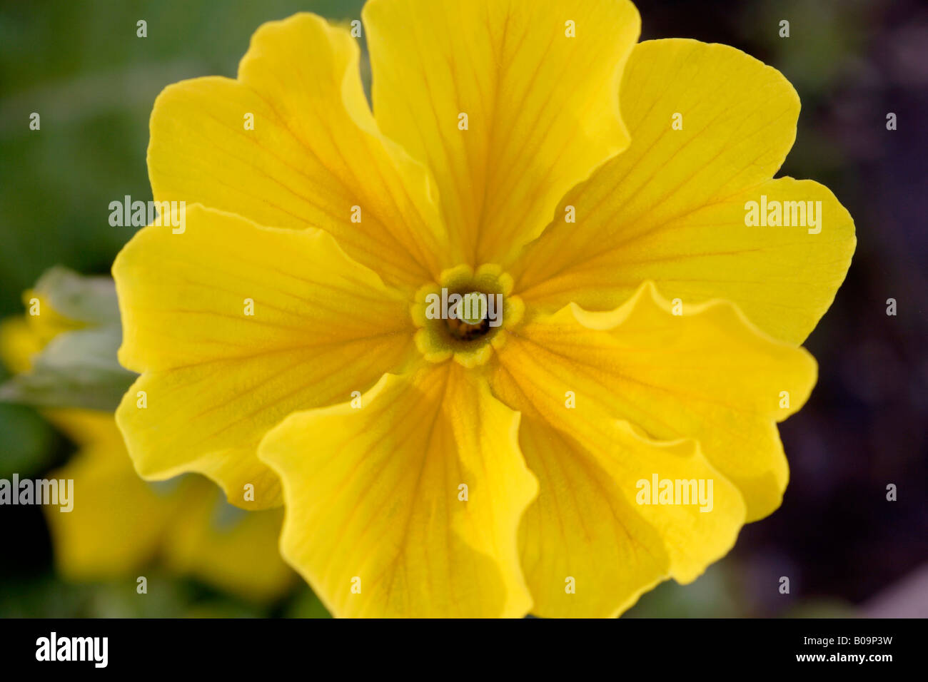 Yellow primrose flower primula polyanthus close up England UK Stock Photo