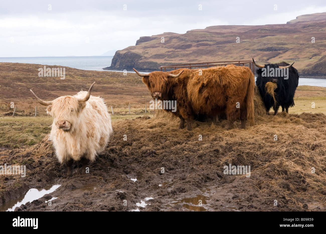 highland cattle on the isle of skye Stock Photo - Alamy