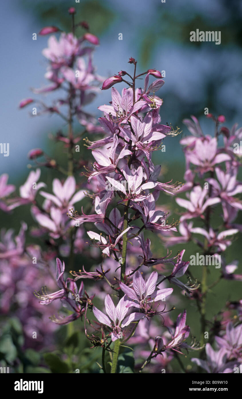 burning bush, Dittany (Dictamnus albus), inflorescence Stock Photo