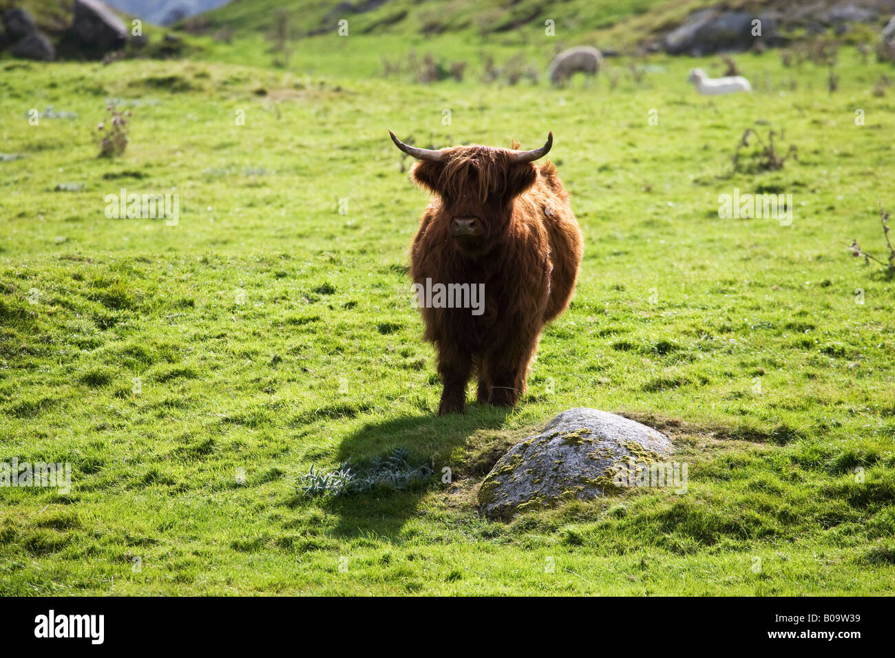 A Highland Cow standing in a green field, Dumfries & Galloway, Scotland, UK Stock Photo